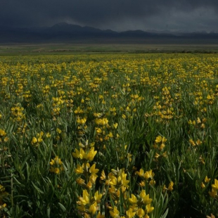 Thermopsis turkestanica